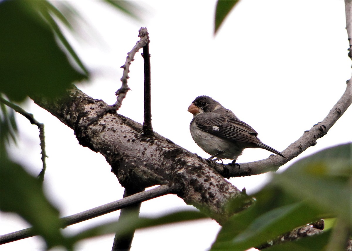 White-throated Seedeater - ML205676431