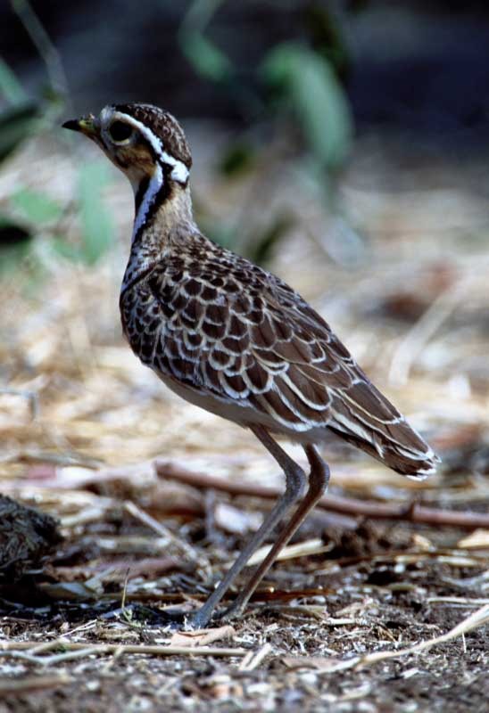 Three-banded Courser - ML205677201