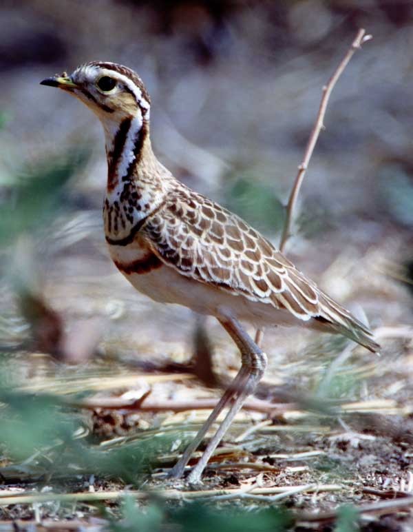 Three-banded Courser - ML205677211
