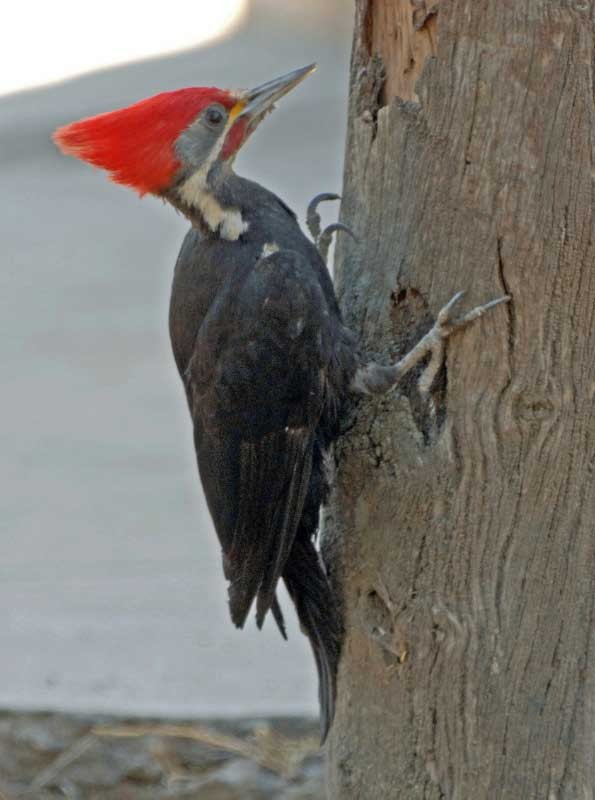 Black-bodied Woodpecker - ML205677371