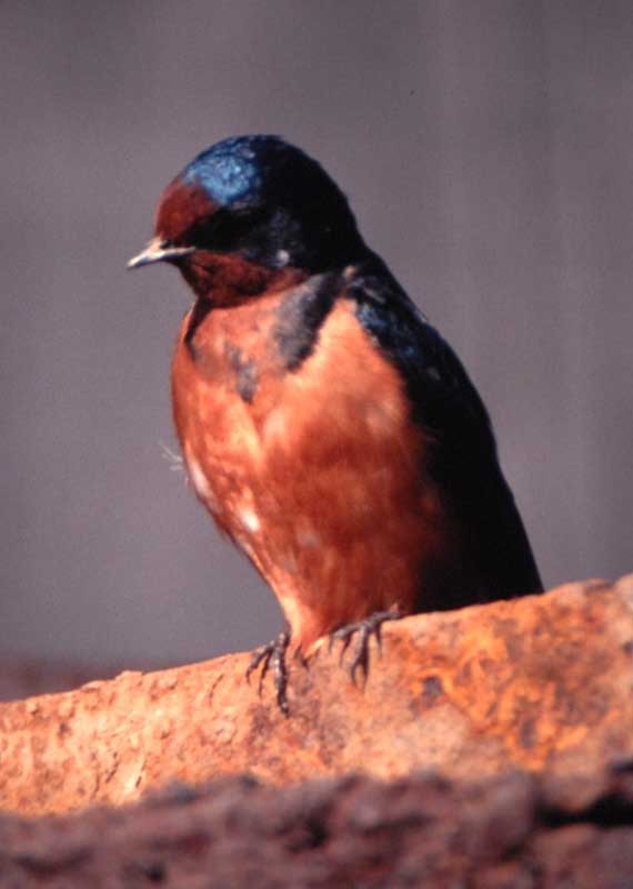 Barn Swallow (Tytler's) - ML205677431