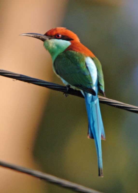 Rufous-crowned Bee-eater - Tini & Jacob Wijpkema