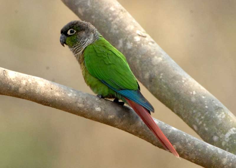 Green-cheeked Parakeet - ML205677741