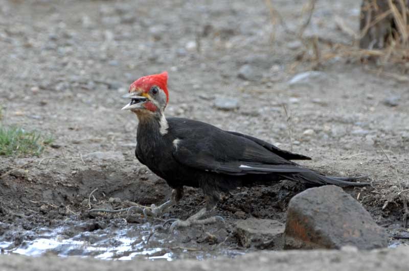 Black-bodied Woodpecker - ML205677761
