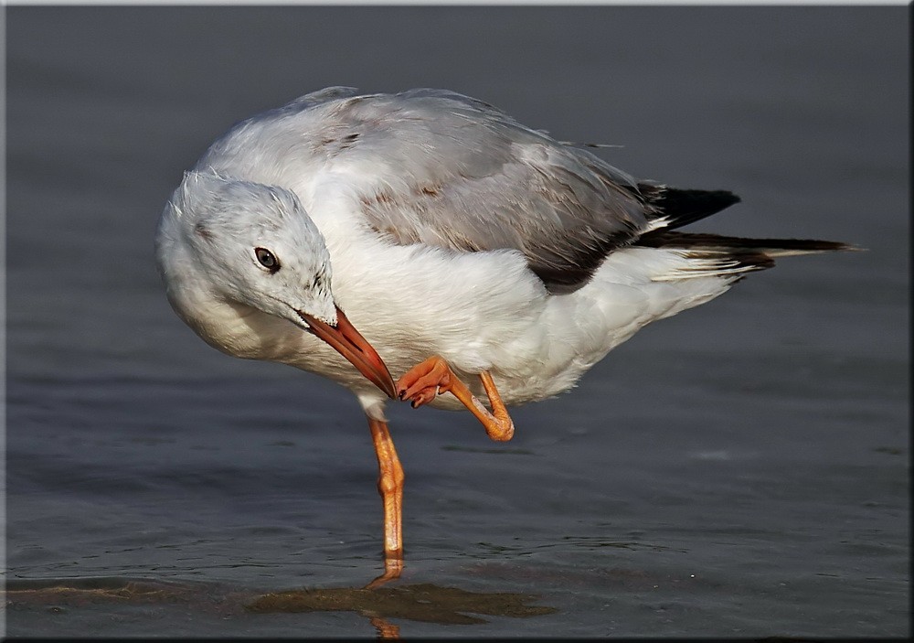 Slender-billed Gull - John Thompson
