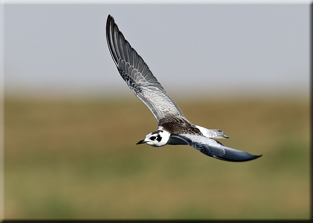 White-winged Tern - ML205678131