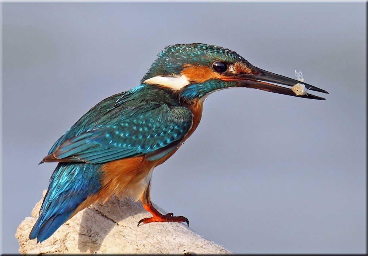 Common Kingfisher - John Thompson