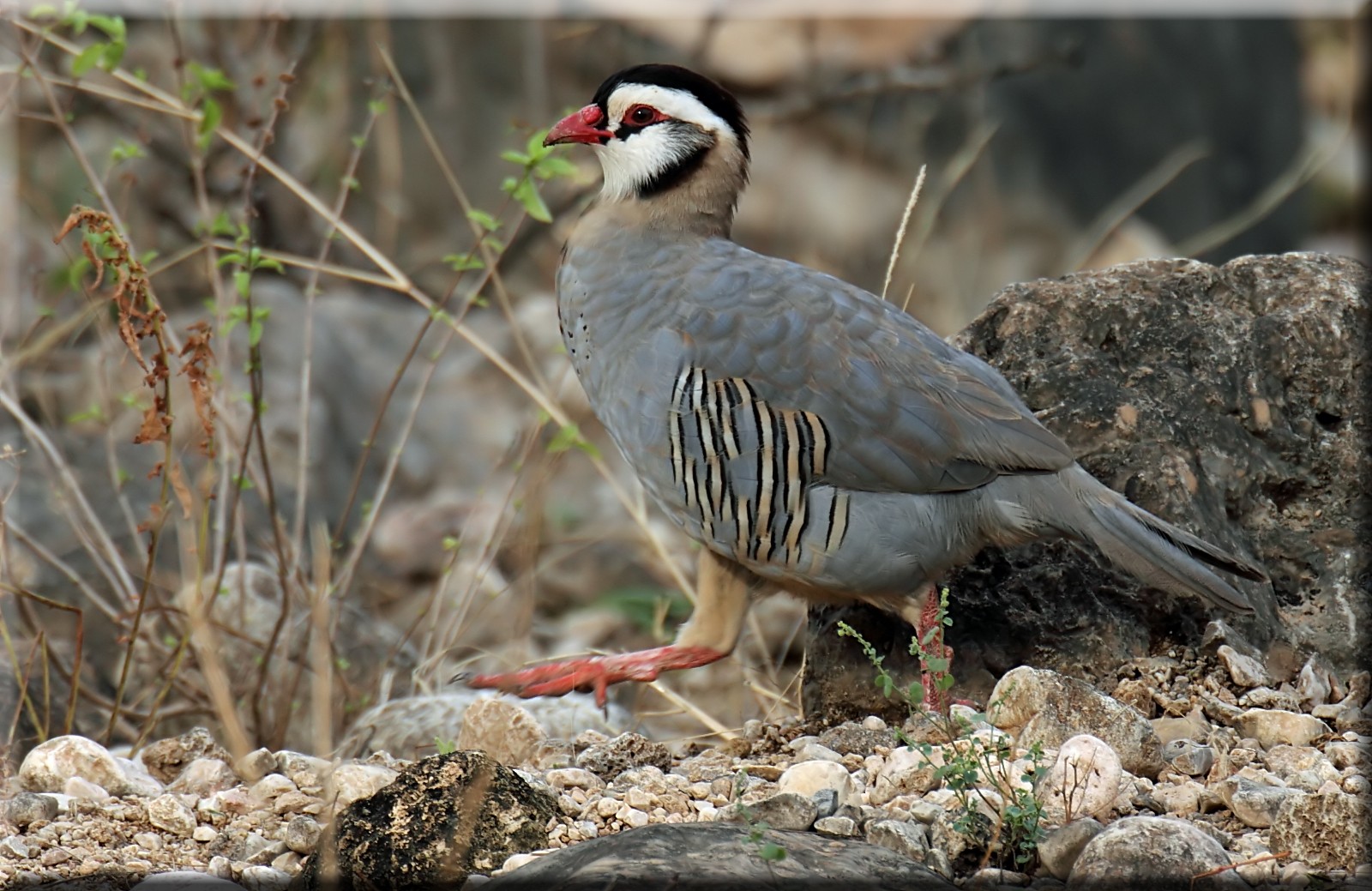 Arabian Partridge