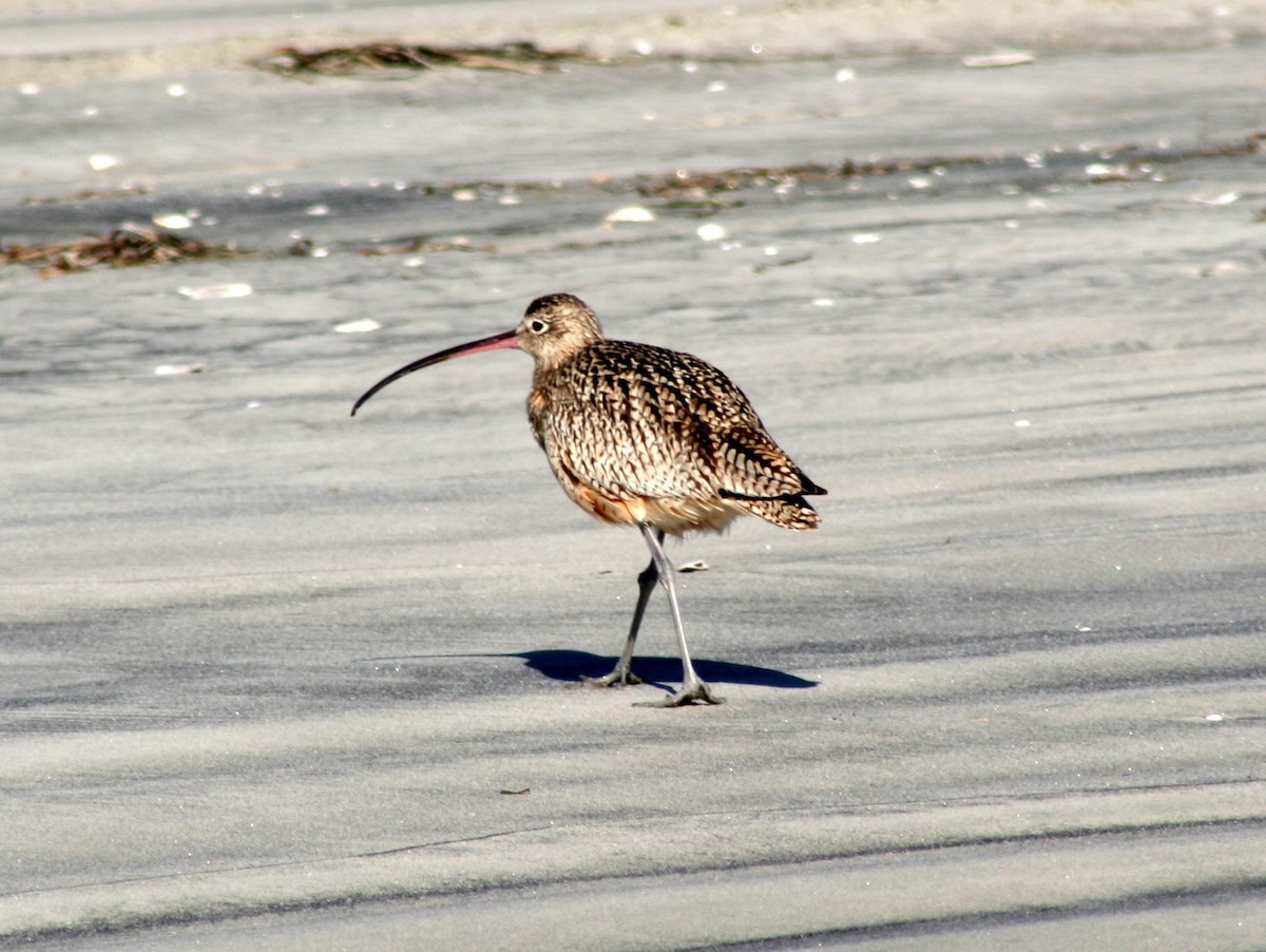 Long-billed Curlew - ML205678811