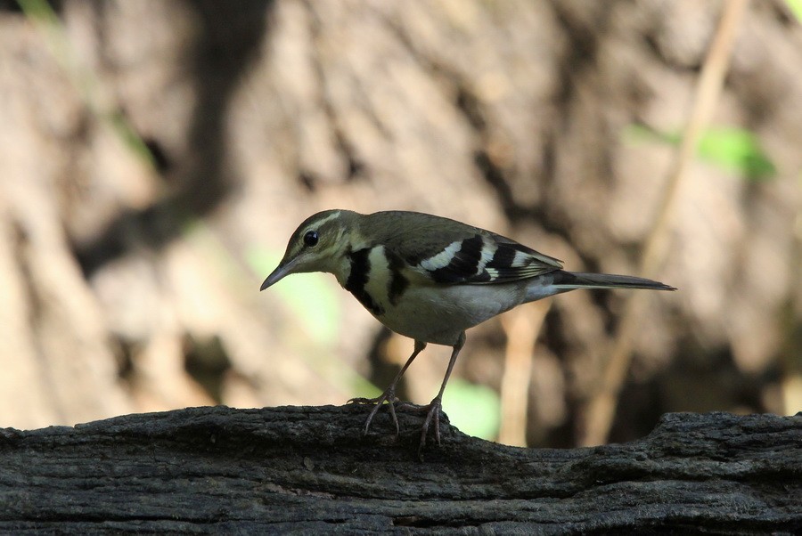 Forest Wagtail - ML205679121