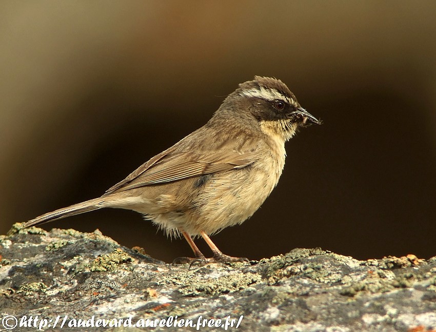 Brown Accentor - ML205679311