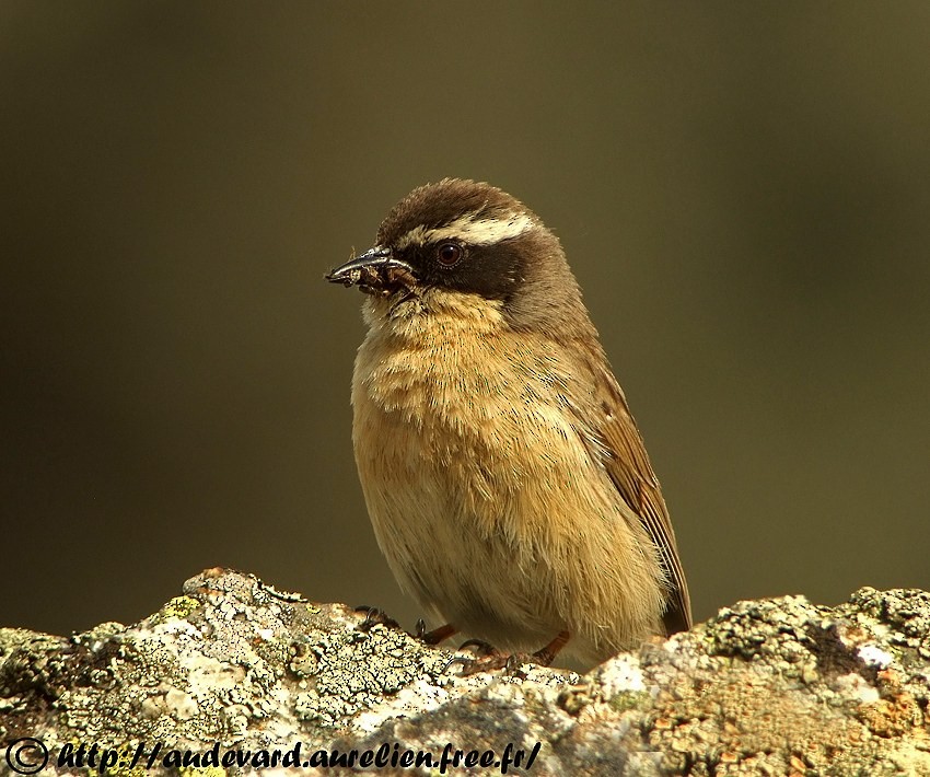 Brown Accentor - ML205679321