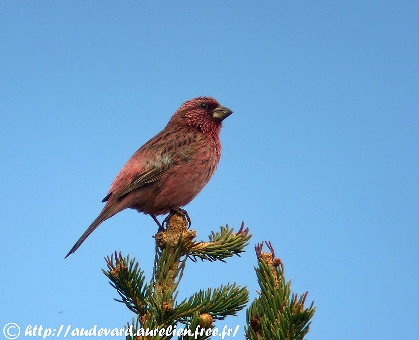 Red-mantled Rosefinch - ML205679341