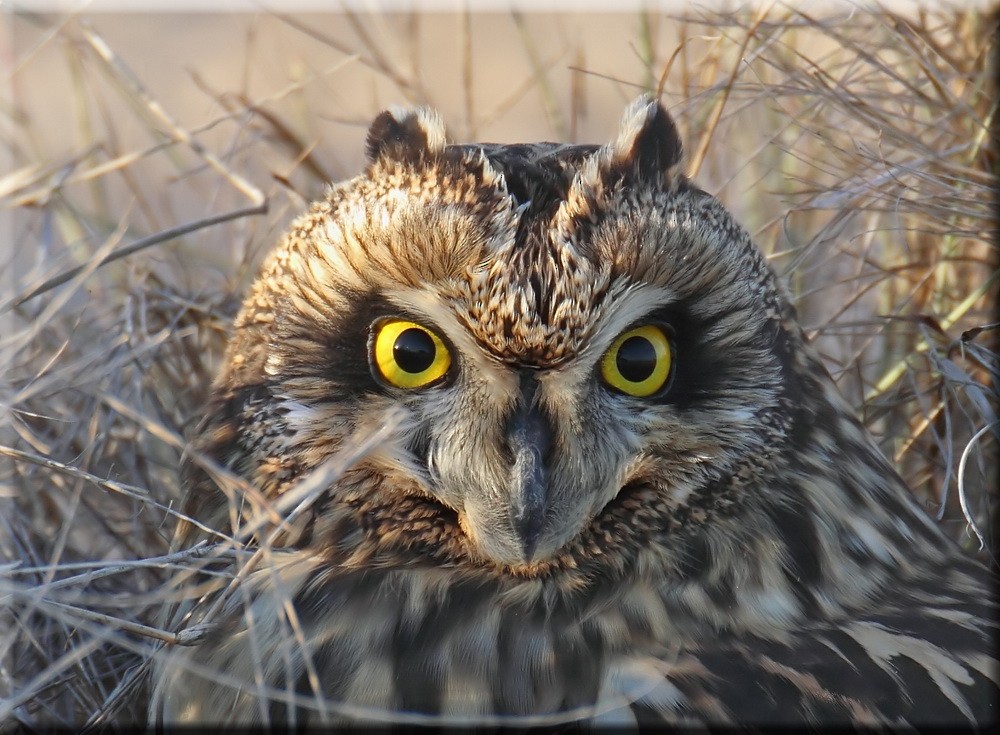 Short-eared Owl (Northern) - John Thompson
