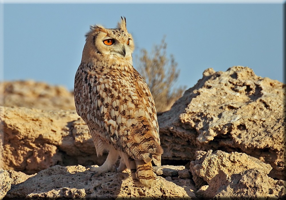 Pharaoh Eagle-Owl - John Thompson