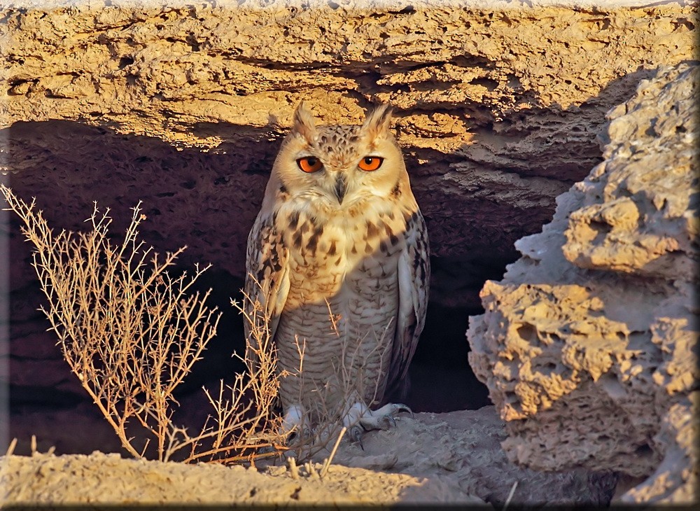 Pharaoh Eagle-Owl - John Thompson