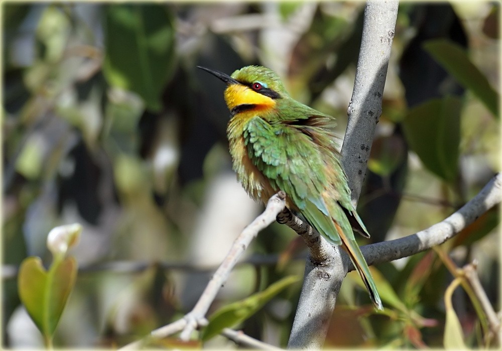 Little Bee-eater - John Thompson