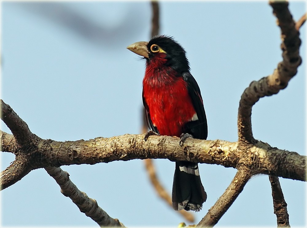 Double-toothed Barbet - John Thompson