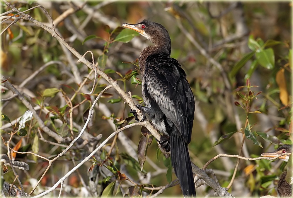 Long-tailed Cormorant - ML205680521