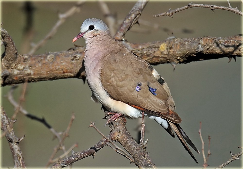 Blue-spotted Wood-Dove - ML205680541