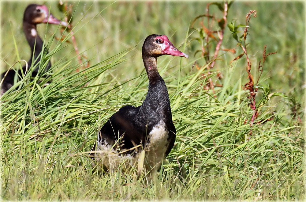 Spur-winged Goose - ML205680591