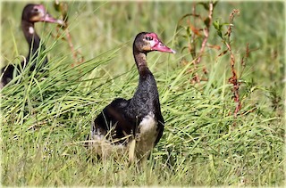 Spur-winged Goose, ML205680591