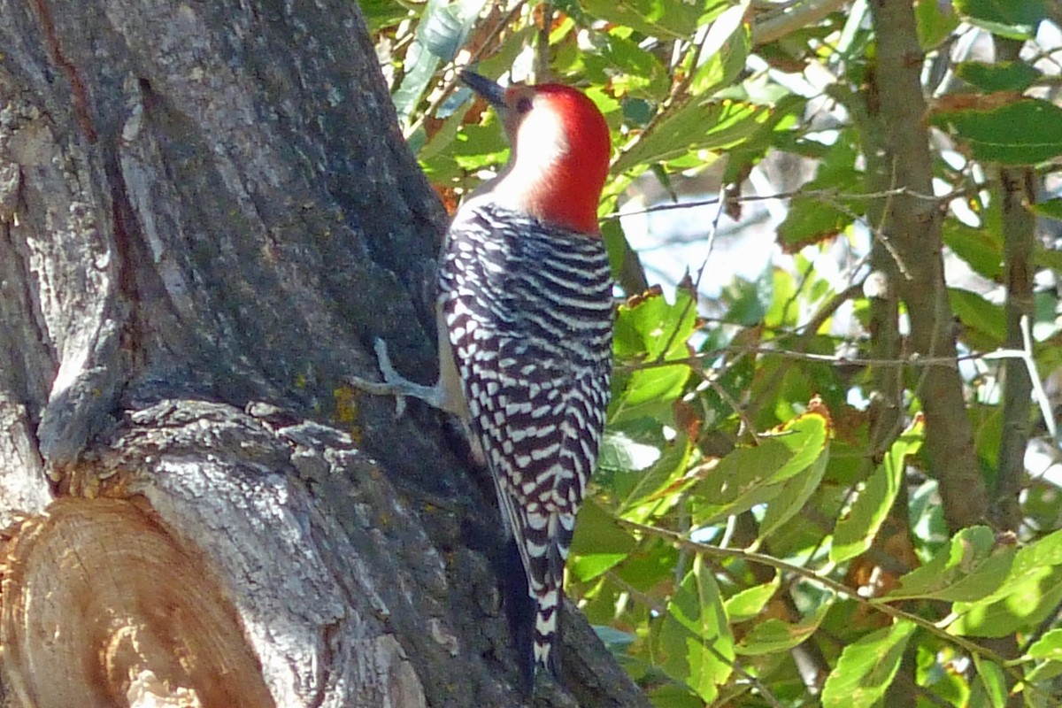 Red-bellied Woodpecker - ML20568061