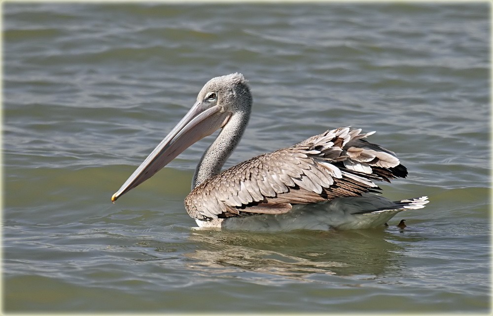 Pink-backed Pelican - ML205680681