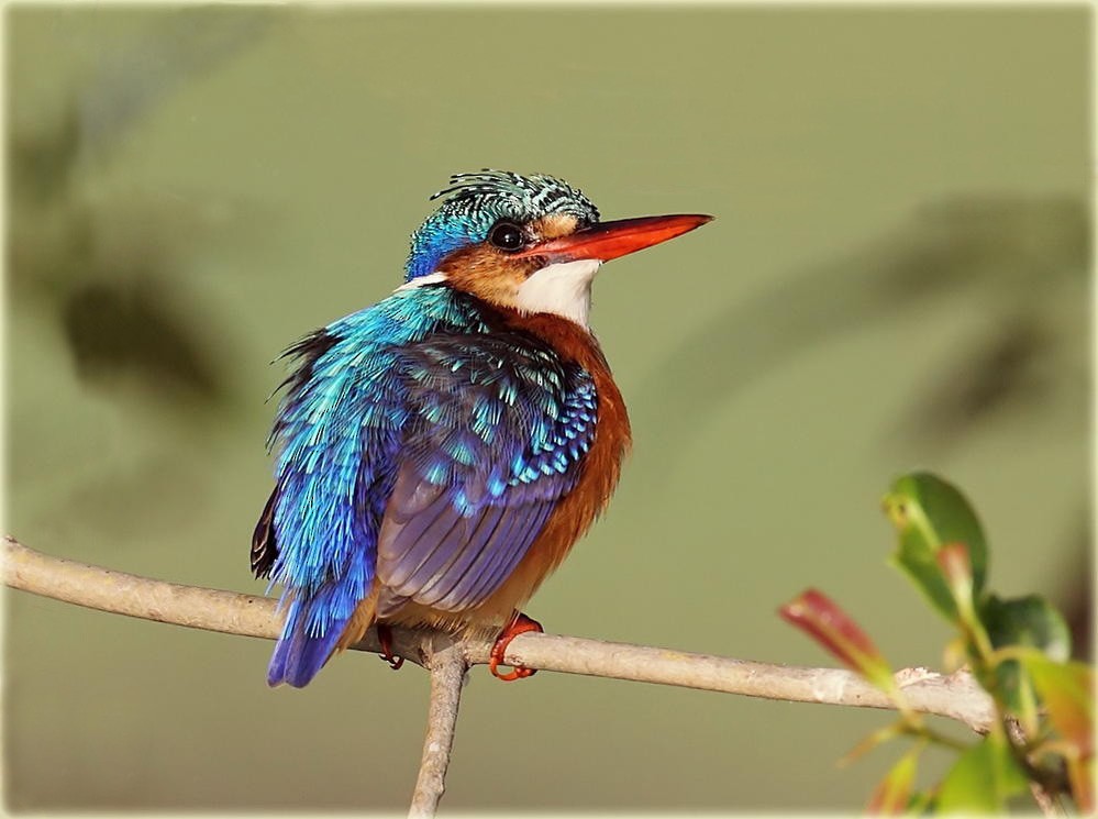 Malachite Kingfisher (Mainland) - ML205680701