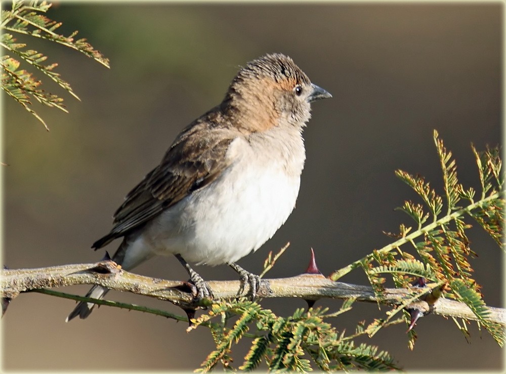 Sahel Bush Sparrow - ML205680711