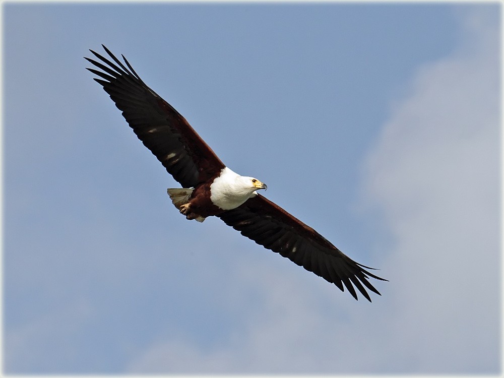 African Fish-Eagle - ML205680721