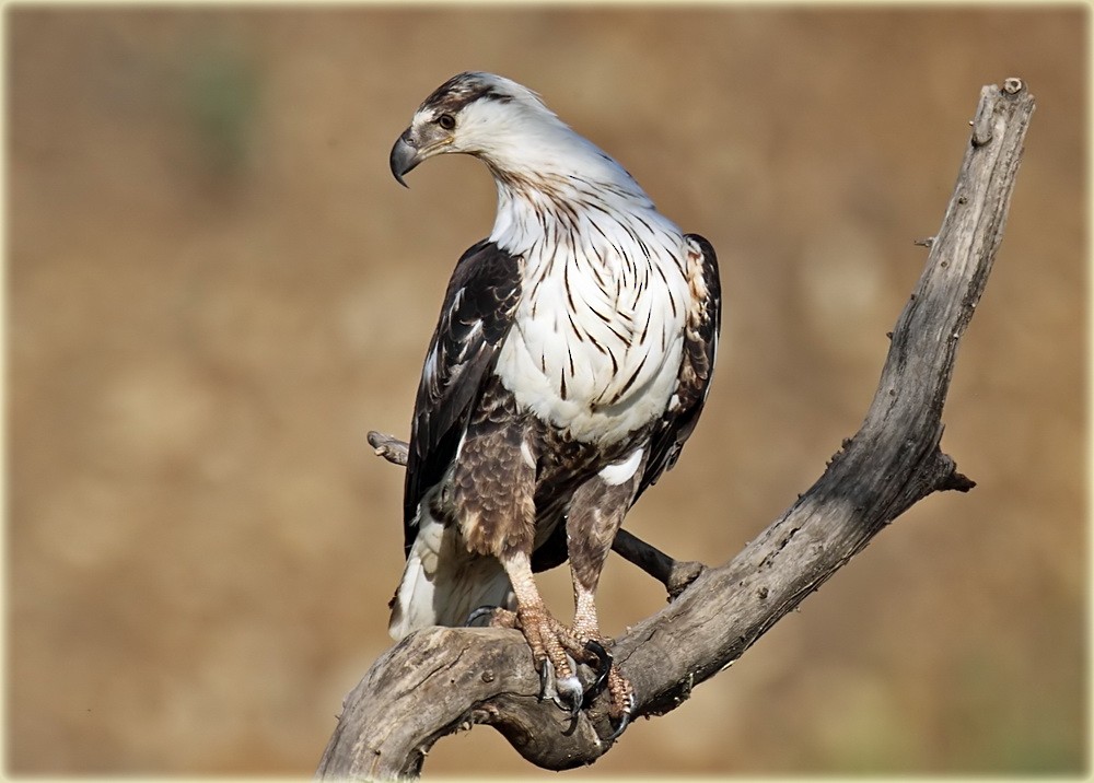 African Fish-Eagle - ML205680741