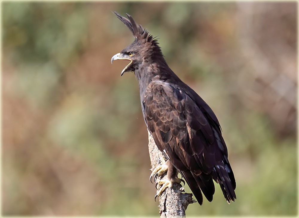 Long-crested Eagle - ML205680751