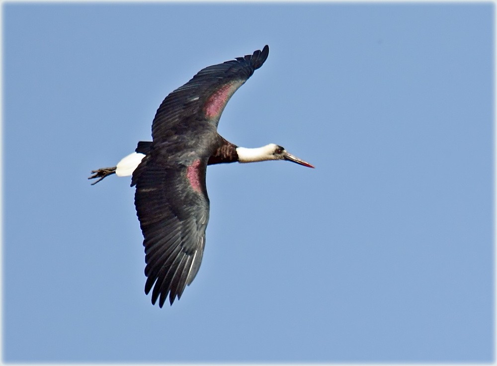 African Woolly-necked Stork - ML205680771