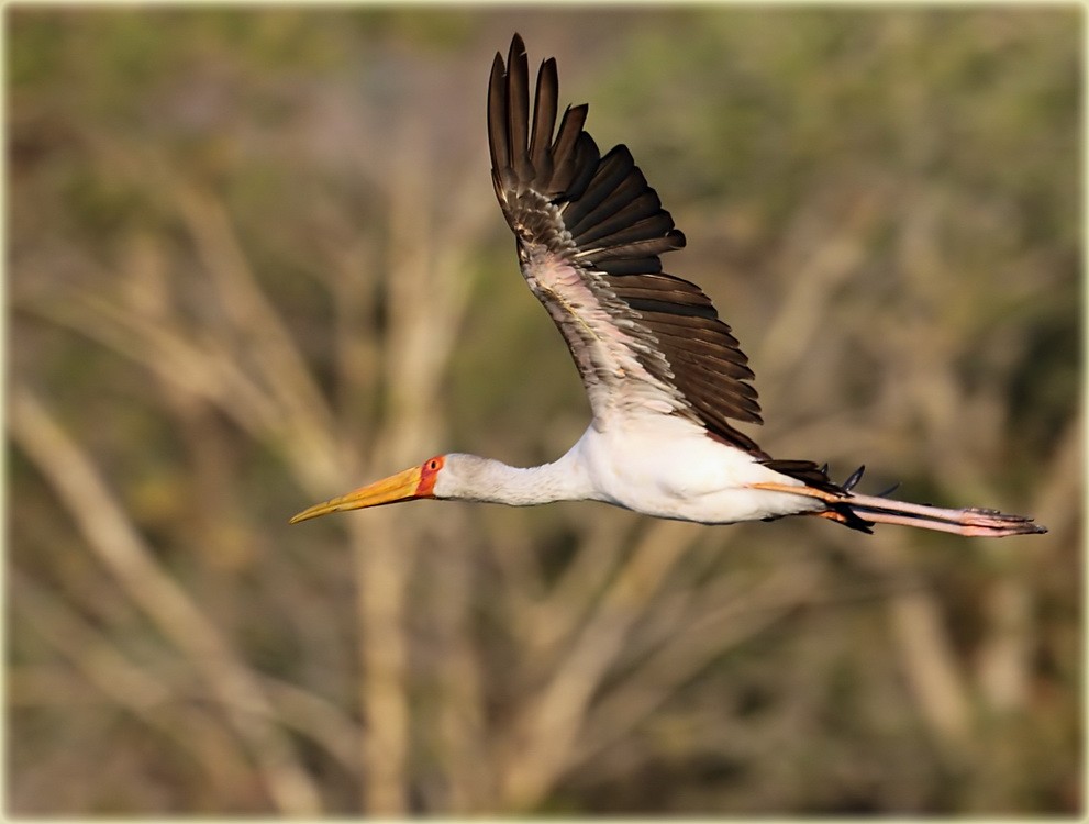 Yellow-billed Stork - John Thompson