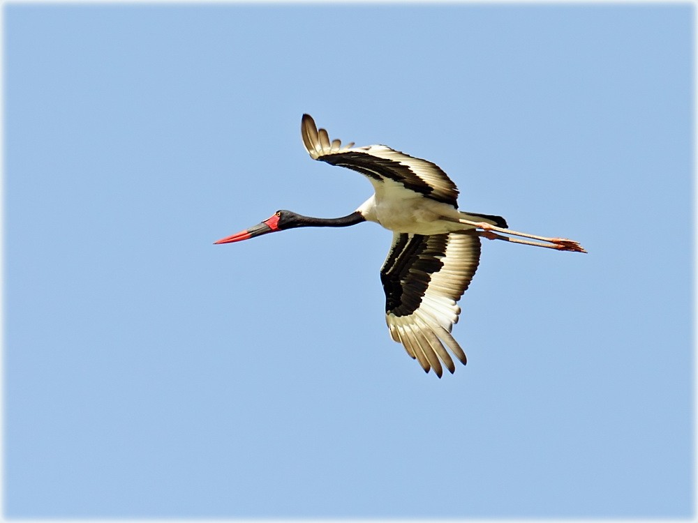 Saddle-billed Stork - John Thompson