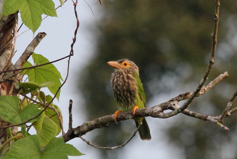 Lineated Barbet - ML205680861