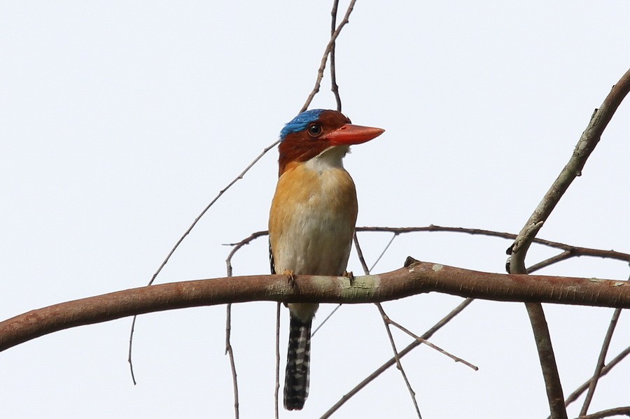 Banded Kingfisher (Banded) - ML205680871