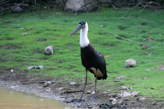 Woolly-necked Stork (Asian)