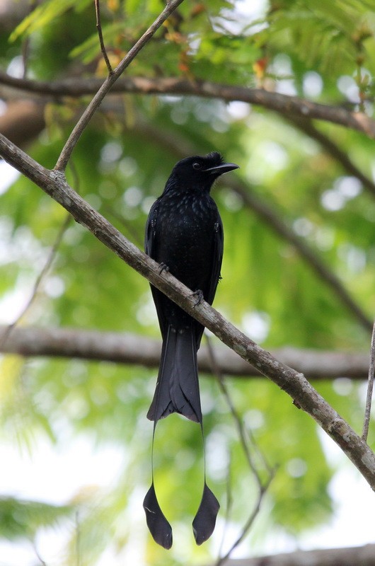 Greater Racket-tailed Drongo - ML205681171