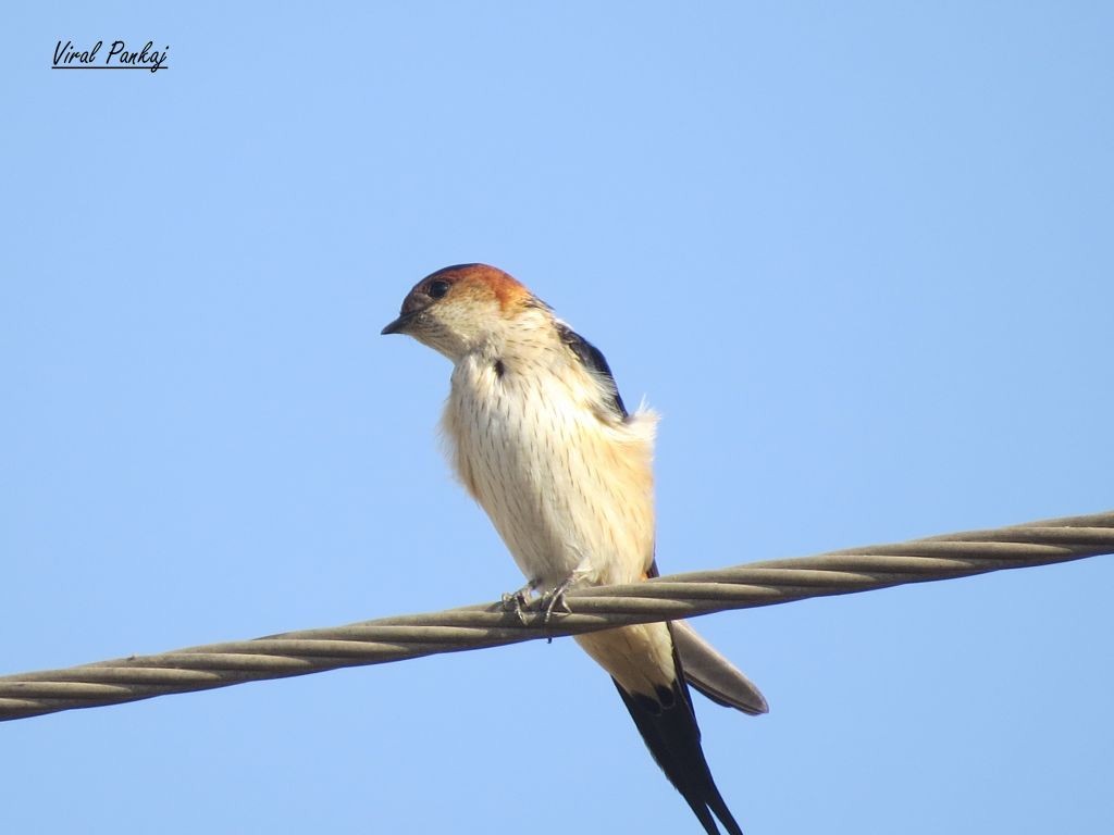 Red-rumped Swallow - Pankaj Maheria