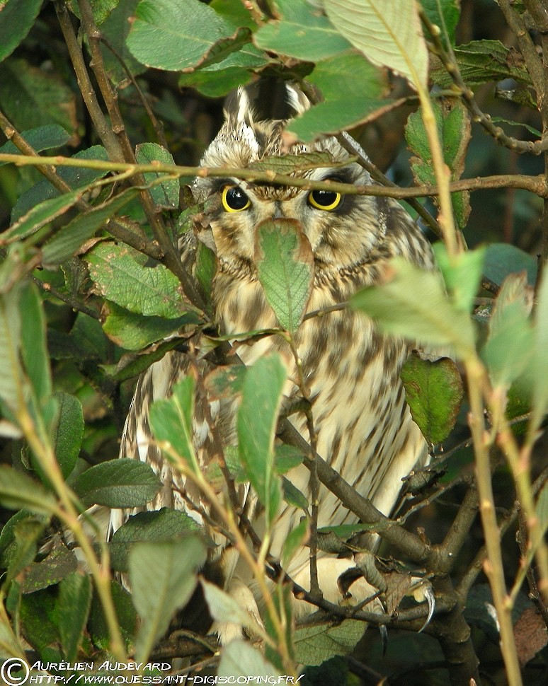 Short-eared Owl - AUDEVARD Aurélien