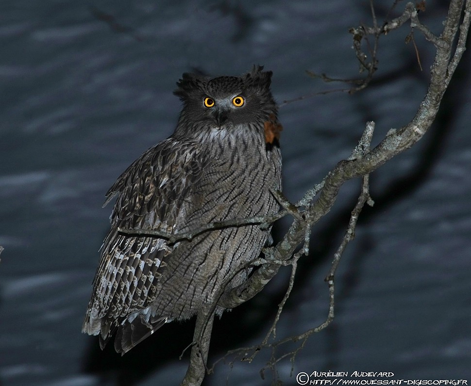 Blakiston's Fish-Owl - AUDEVARD Aurélien