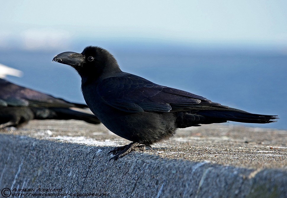 Large-billed Crow - ML205681791