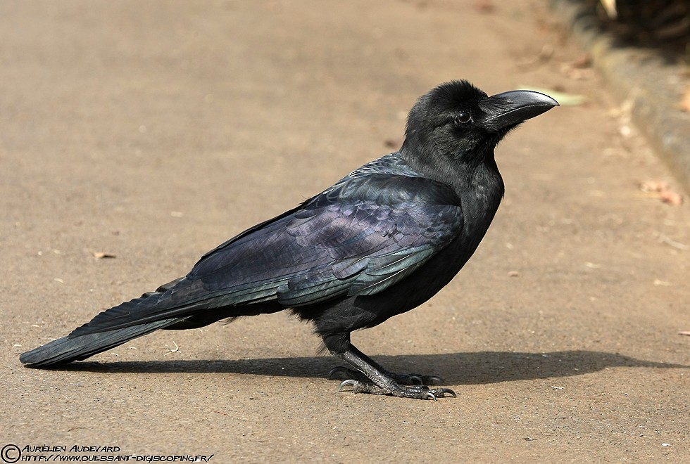 Large-billed Crow - ML205681801