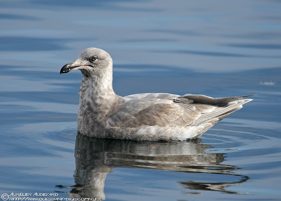Glaucous-winged Gull - AUDEVARD Aurélien