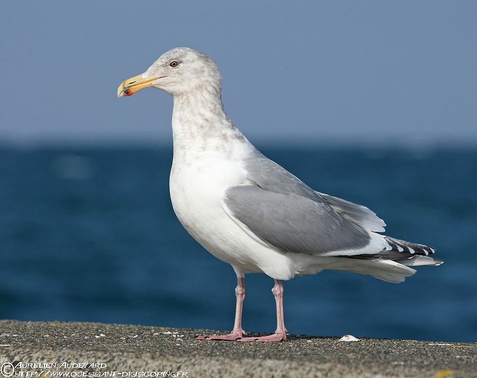 Glaucous-winged Gull - AUDEVARD Aurélien