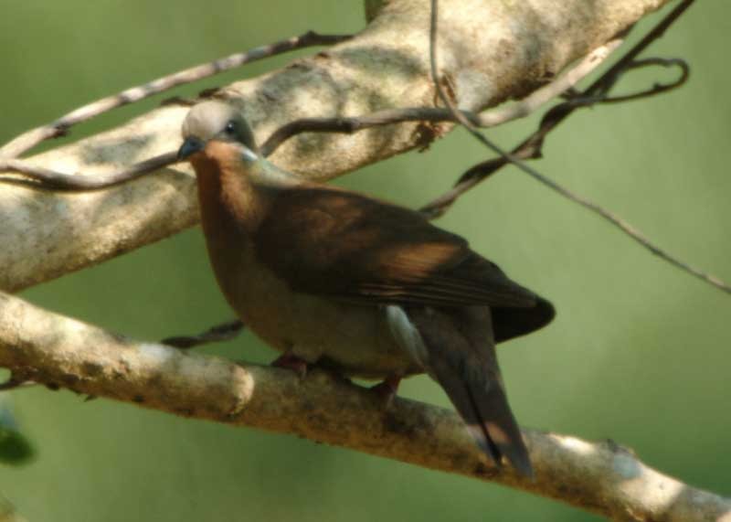 White-eared Brown-Dove (White-eared) - ML205682151