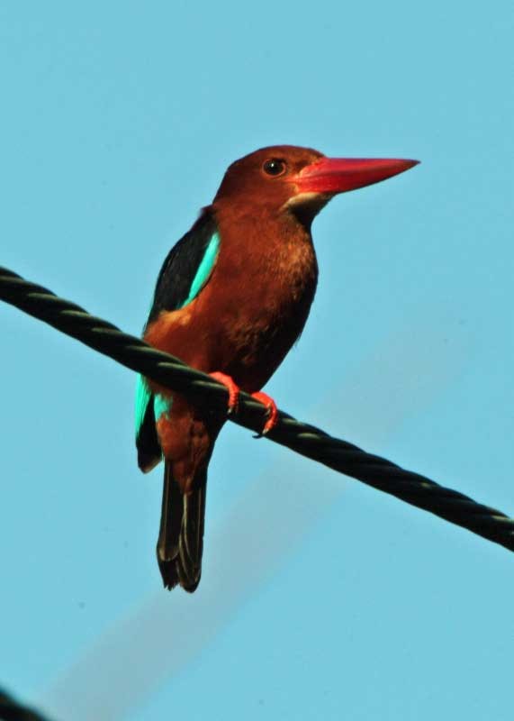 Brown-breasted Kingfisher - ML205682161