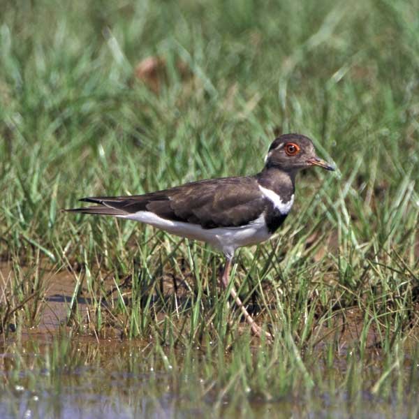 Forbes's Plover - ML205682201